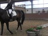 dressage horse Rylana 2 (Westphalian, 1998, from Rover)