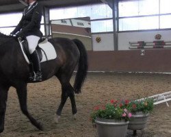 dressage horse Rylana 2 (Westphalian, 1998, from Rover)