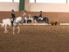 dressage horse Matyi 8 (unknown, 2004)