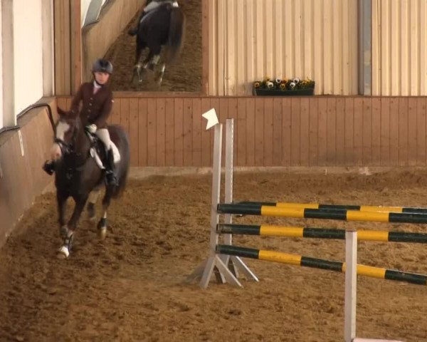 jumper Mister Sunshine 3 (Welsh-Pony (Section B), 2000, from Mynach Flower Power)