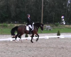 dressage horse Le Figaro 7 (Oldenburg, 1998, from Lordanos)