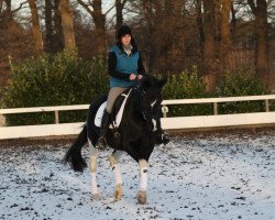 dressage horse Charming Ronja (Pinto / Hunter, 1998, from Charming Irco)