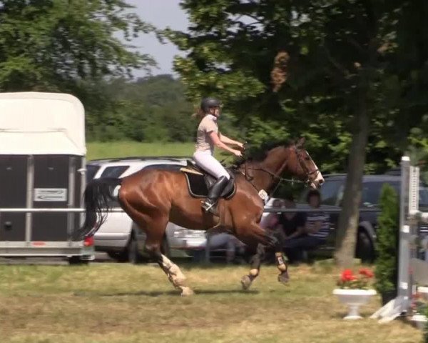 jumper Gismo 306 (Hanoverian, 1998, from Graf Grannus)