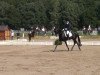 dressage horse Waukidu (Hanoverian, 2001, from Warkant)