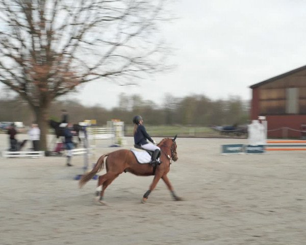 Reitturnier Handorf 2021
