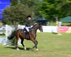 jumper Gobelix (Hanoverian, 2005, from Graf Top)