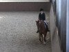 dressage horse Witano 11 (Hanoverian, 2000, from Weltmeyer)