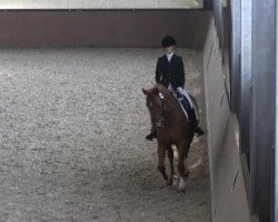 dressage horse Witano 11 (Hanoverian, 2000, from Weltmeyer)