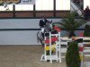 jumper Leviko (German Sport Horse, 2004, from Levisto Z)