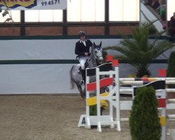 jumper Leviko (German Sport Horse, 2004, from Levisto Z)