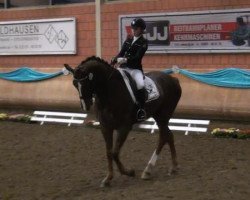 dressage horse Dollinger (Hanoverian, 2001, from Donnerhall)