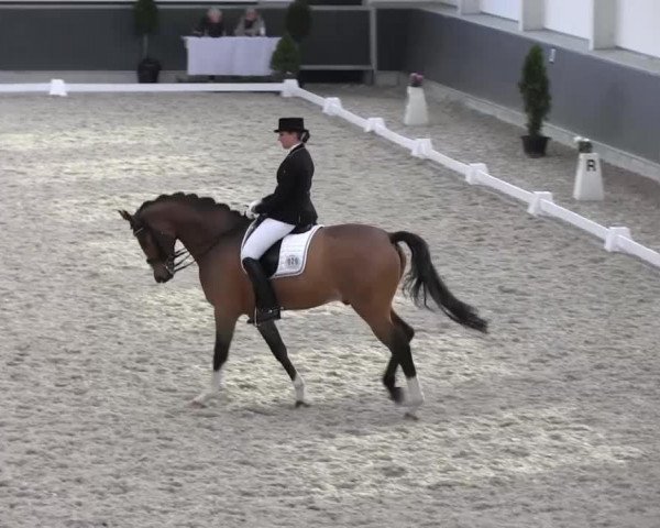 dressage horse Chopin 85 (Hanoverian, 2005, from Conteur)