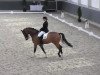 dressage horse Chopin 85 (Hanoverian, 2005, from Conteur)