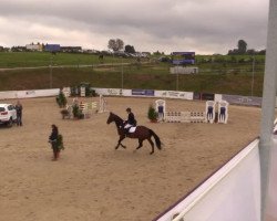 jumper Condero 4 (Hanoverian, 2005, from Conteur)