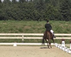 dressage horse Lacardia (Württemberger, 2000, from Le Duc)