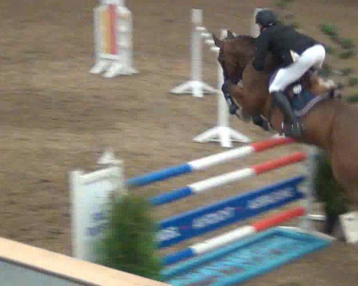 broodmare Uquina (Holsteiner, 2004, from Acobat II)
