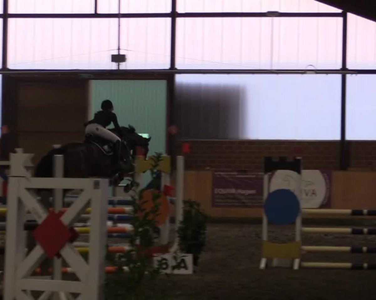 jumper Cristobal 17 (Holsteiner, 2005, from Cristo)