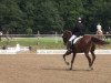 dressage horse Leviano 5 (Hanoverian, 2003, from Lauries Crusador xx)