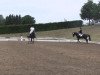 dressage horse Pik Point 3 (Westphalian, 2005, from Pik Labionics)