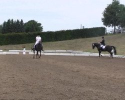 dressage horse Pik Point 3 (Westphalian, 2005, from Pik Labionics)