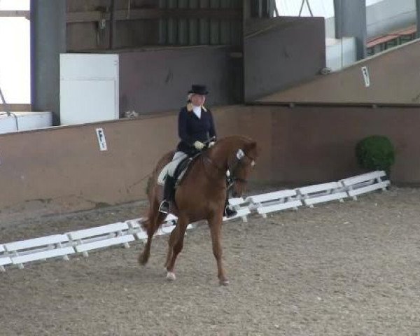 dressage horse Lugano (Westphalian, 2000, from Laurentianer)