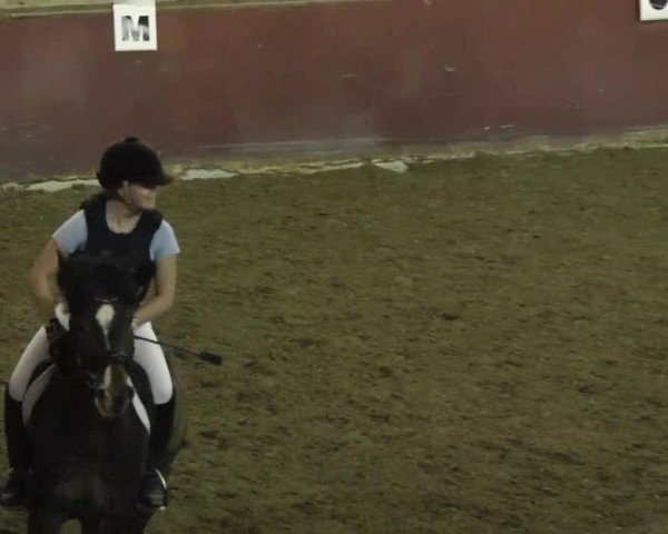 dressage horse No-No (German Riding Pony, 2003, from No Limit)