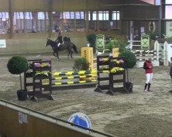 jumper Quick Lady 16 (Hanoverian, 2004, from Quidam's Rubin)