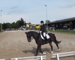 dressage horse Prinz Admiral (Hanoverian, 1997, from Prince Thatch xx)