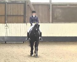 dressage horse Schmidt Zwo (Oldenburg, 2000, from Sandro Hit)