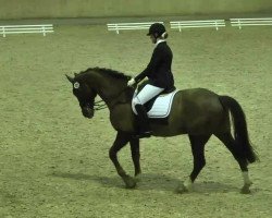 dressage horse Rintintin 8 (Hanoverian, 2001, from Rotspon)