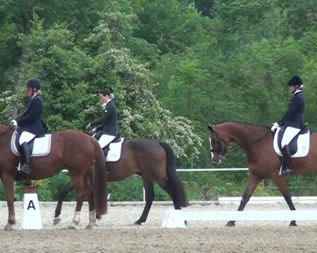 horse Quel Shima (Oldenburg, 2000, from Quattro B)