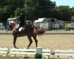 dressage horse Wapiko (Hanoverian, 2001, from Wolkenstein II)