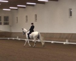 dressage horse Copernicus Contador (Holsteiner, 2005, from Contender)