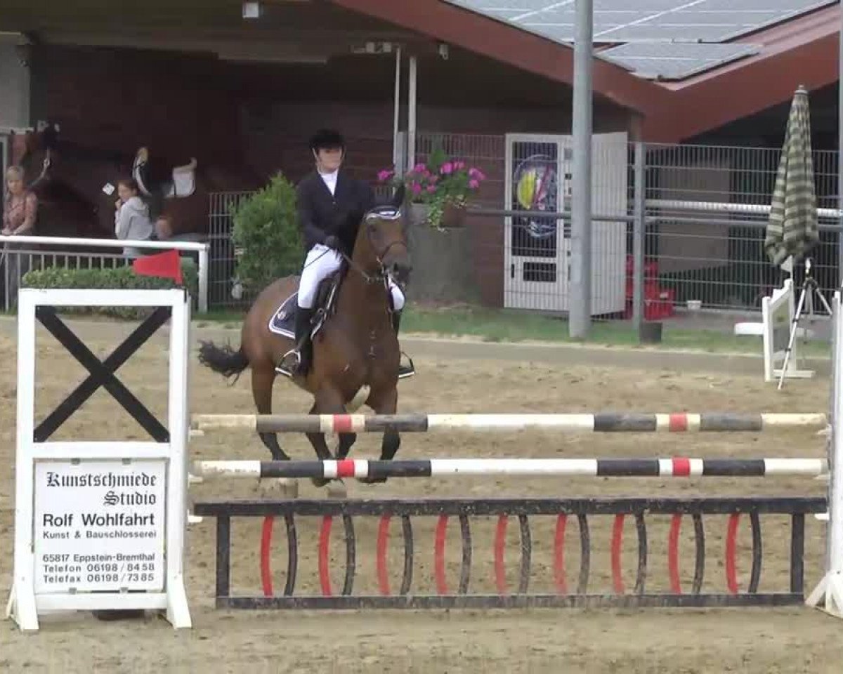 jumper Cascada 14 (Hanoverian, 2003, from Contendro I)