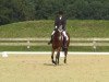 dressage horse William 288 (Hanoverian, 2003, from Worldly I)