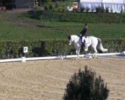 dressage horse White Coffee (Hanoverian, 1998, from Weltruhm)