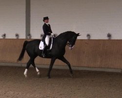 dressage horse West Virginia 59 (Hanoverian, 2002, from Worldly I)