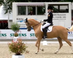 dressage horse Golden Gentlemann (German Riding Pony, 2001, from Golden Dancer)