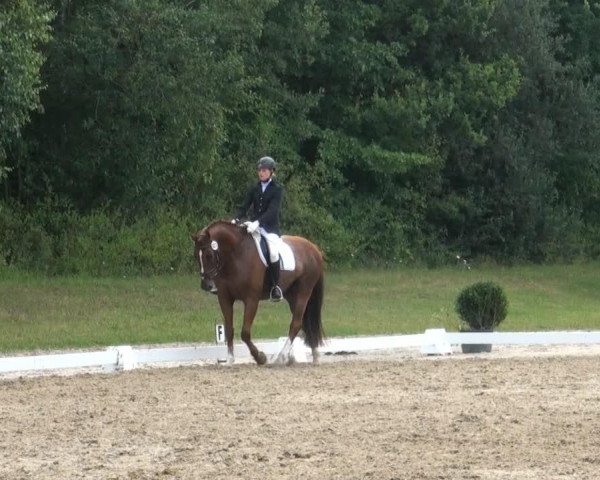 dressage horse Dr.Dagobert Dancer v.d. Rieth (Westphalian, 1996, from Dunhill H)