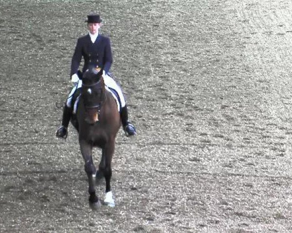dressage horse Checkpoint 20 (Holsteiner, 2003, from Calimero)