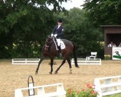 dressage horse Cyriak (Rhinelander, 1996, from FS Cocky Dundee)