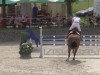 jumper Lord of Diamond (Oldenburg show jumper, 2002, from Lasino)