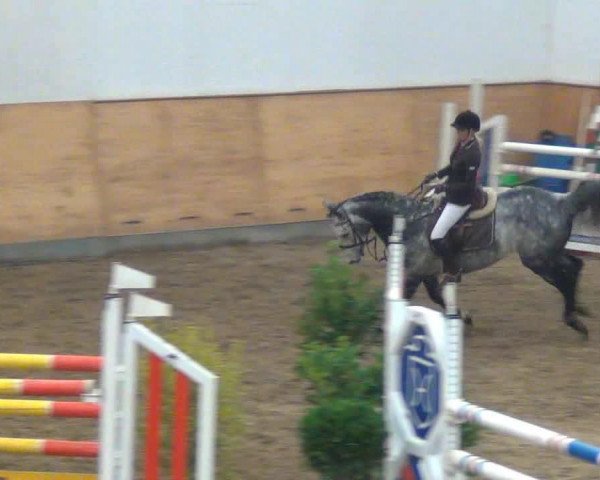 jumper Crispy 9 (Hanoverian, 2002, from Contendro I)