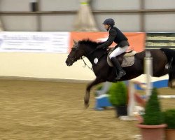 jumper Miss Aileen (German Riding Pony, 1996, from Andy Achall)