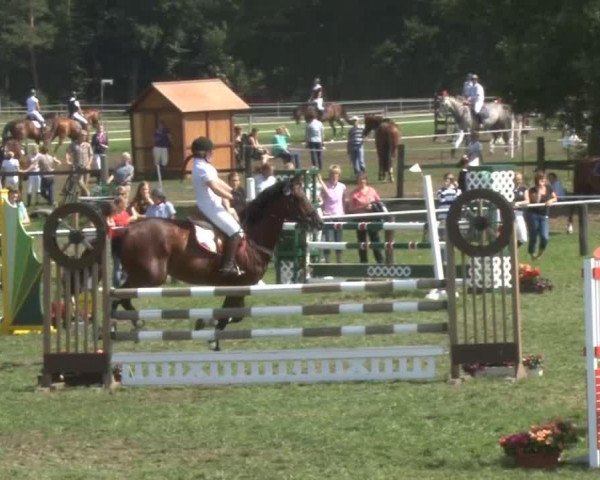 jumper Timo (anglo european sporthorse, 2000, from Omnistar)
