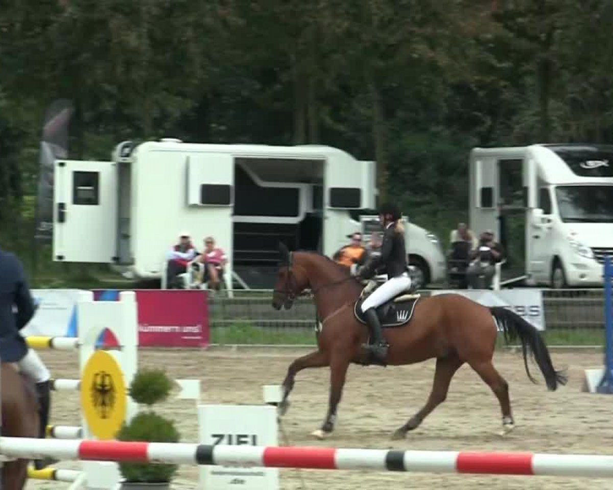 jumper Argentinus Son H 2 (Rhinelander, 2006, from Argentinus)