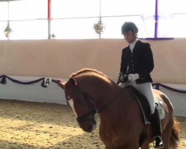 dressage horse Di Caprio 31 (Westphalian, 2006, from Dream On)