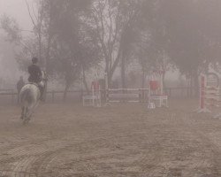 jumper Valdor Fortuna (KWPN (Royal Dutch Sporthorse), 2002, from Royal Bravour)