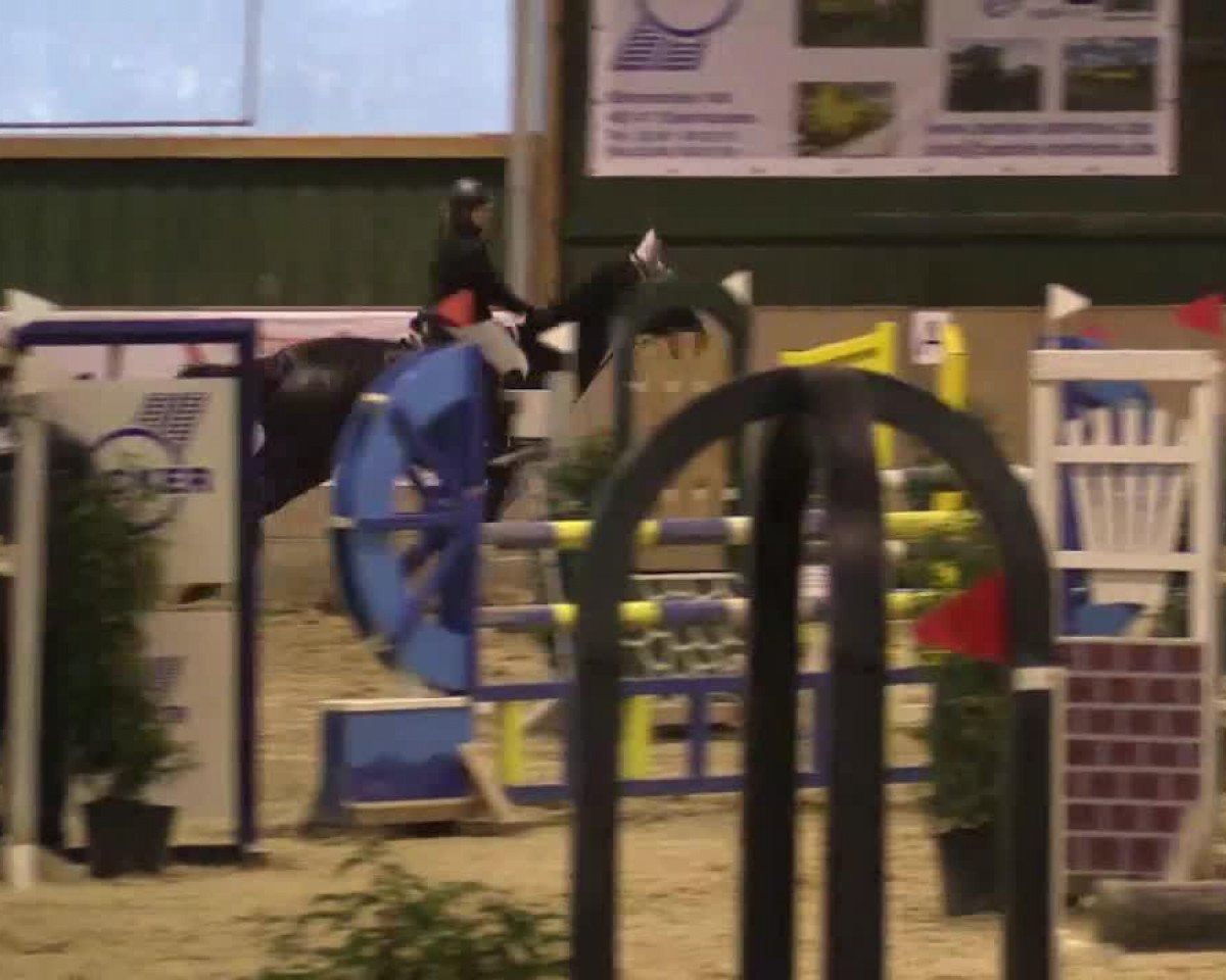Springpferd Fränzi 22 (Hannoveraner, 2003, von Frenchman I)