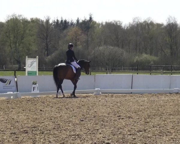 Reitturnier Bremervörde/Reitsportzentrum 2021